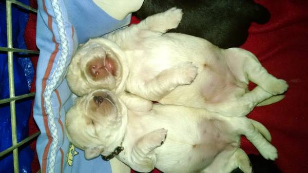AKC SILVER FACTOR LAB PUPPIES