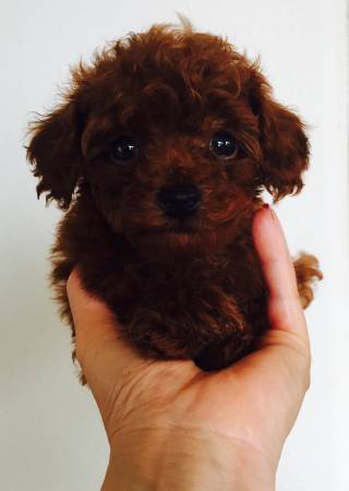 AKC Teddy Bear Red poodles puppies