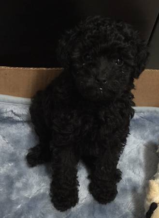 AKC TOY POODLE PUPPIES   (Honolulu, Oahu)