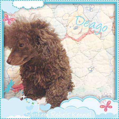 AKC Toy Poodle Puppies (Picayune)