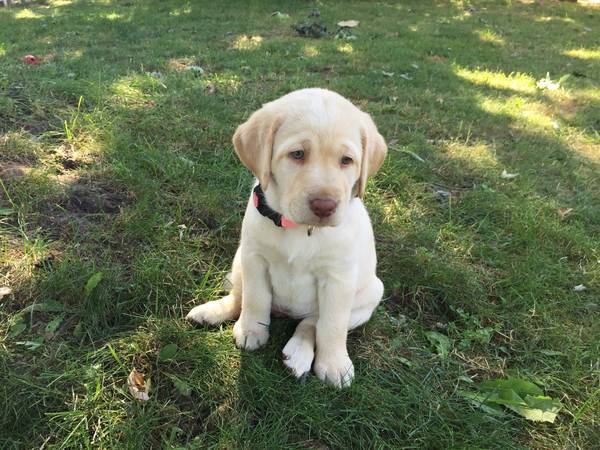 AKC Yellow Lab Pups (St Joseph)