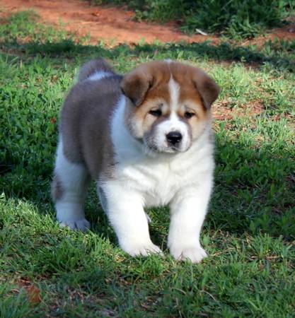 akita puppy (luther)