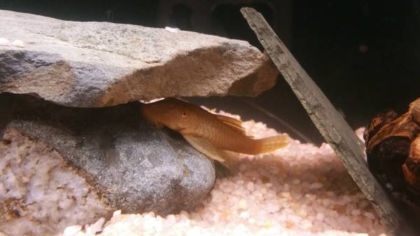 Albino Bristlenose Pleco (East providence)