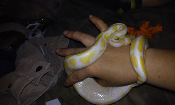 albino female ball python