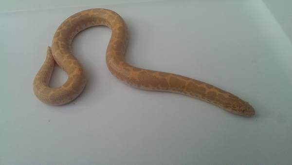 Albino kenyan sand boa (milwaukee)