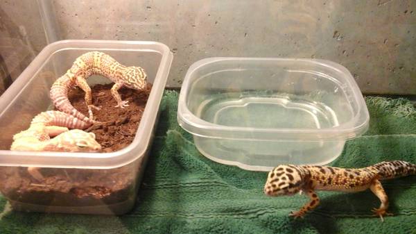 albino leopard geckos (Warrenton)