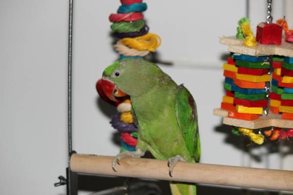 Alexandrine Ring neck Parrot (Brooklyn)