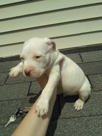 ALL WHITE FULL BLOOD RED NOSE PITT BULL PUPPIES (Washington Courthouse, Ohio)