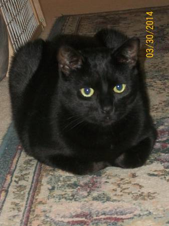 Alvin 3 Year Handsome Black Kitty With Green Eyes For Adoption (los gatos)