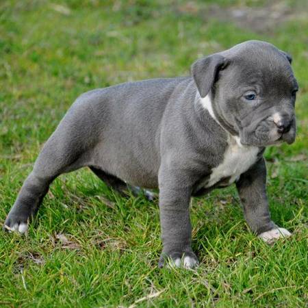 Amazing 10 weeks old pit puppies (Providence,Rhode Island)