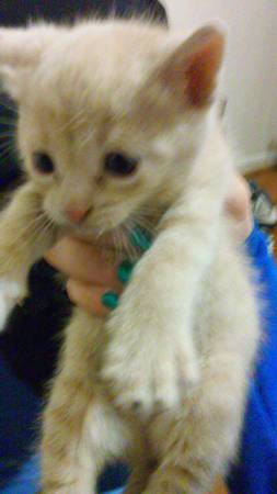 amazing kitten for rehoming (south county)