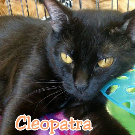 Amazingly sweet and social Cleopatra is ready for a home (Bensalem)