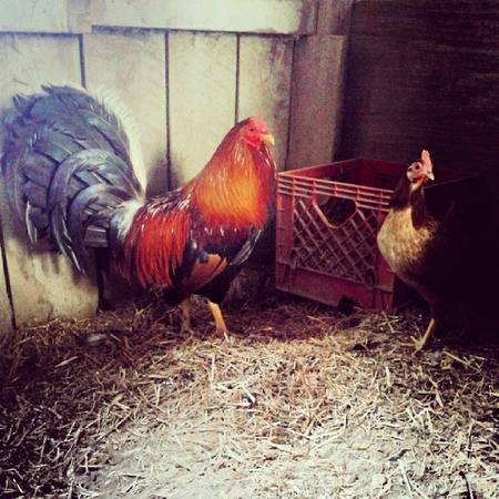 American and Spanish Game Fowl for Sale (Mullica SJ)