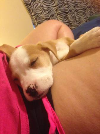 American bulldog mix puppy