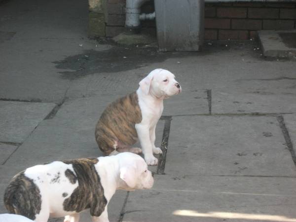 AMERICAN BULLDOGS READY (WASHINGTON)