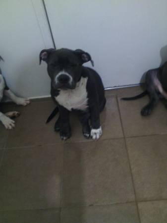 american bully female