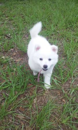 AMERICAN ESKIMO PUPPIES (ORLANDO)