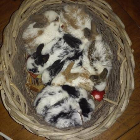 American fuzzy lop eared English Spotted cross babie bunnies for (Milford)