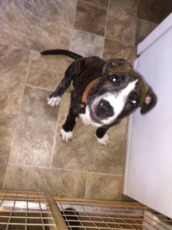 American Pit Bull (Brindle) (Milwaukee, WI)