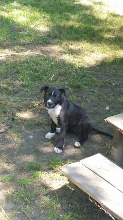 American pitbull terrier (Smith station)