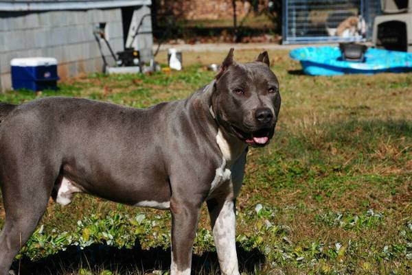 American pitbull terroir