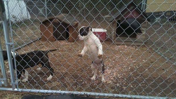 American pitbulls with papers