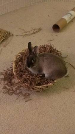 American Sable Rabbit needs a good home (North Palm Beach)