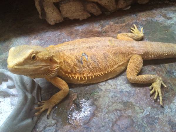 American smoothie Female Bearded dragon from Chris Allen