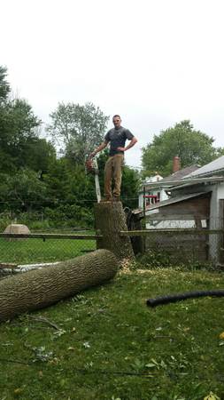 andys tree service (indianapolis)