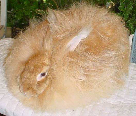 Angora Rabbits (Arrington)