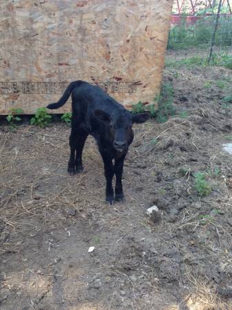 Angus bull calf.