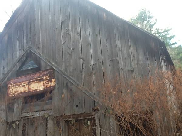 ANTIQUE wide pine grey barn board 1840 ca. (e.wakefield)