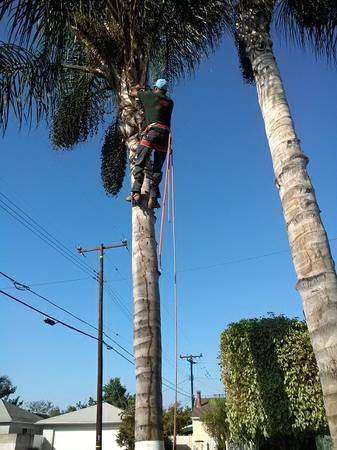 Antonios Tree Service (San Fernando Valley)