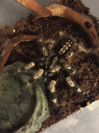 ARACHNIDS, LIZARDS amp TANKS OH MY (Lakewood)