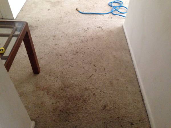 Are you tired of looking a stains in your Carpet