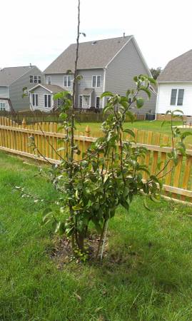 Asian Pear Fruit tree