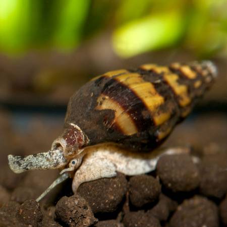 Assassin Snails (Bumblebee Snail) (JoCo)