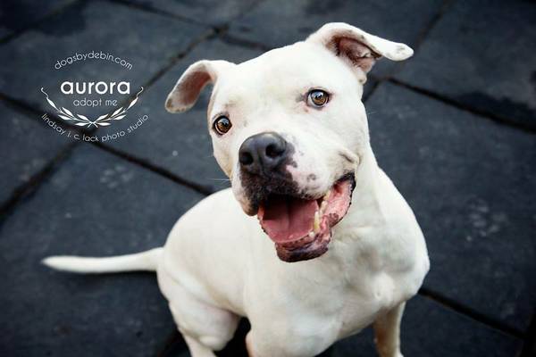 AuroraAmerican BullDogAdopt Me (Dogs By Debin)