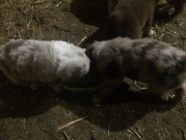 Australian Shepard Puppies (Liberal, MO)