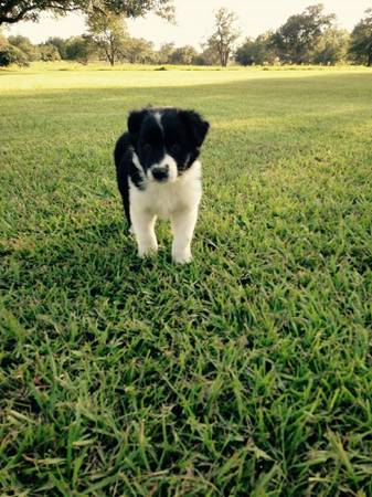 Australian Shepherd