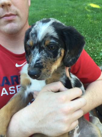 Australian Shepherd Blue Heeler Mix Puppies