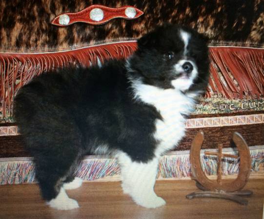 Australian Shepherd Miniature (Murfreesboro)