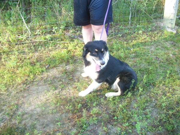 Australian Shepherd (Poplarville,Ms)