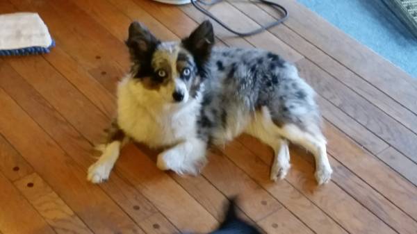 Australian Shepherd puppies