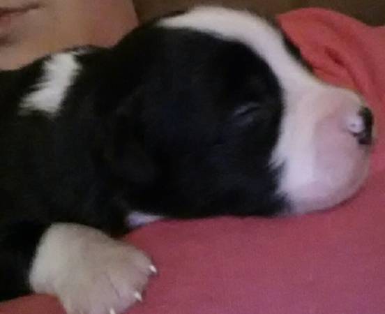 australian shepherd puppies (okc area)