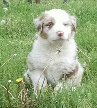 Australian Shepherd Puppies (Shelbyville)