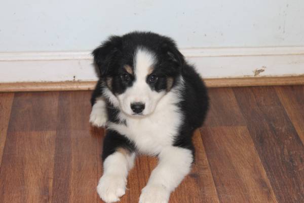 AUSTRALIAN SHEPHERD PUPPY READY FOR GOOD HOME