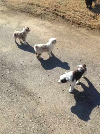 Australian Shepherds (Gallatin)