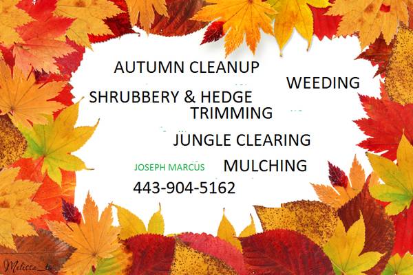 Autumn Cleanup, Jungle Clearing, Howard, Anne Arundel Co