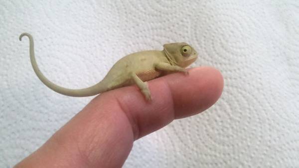 Awesome cute baby veiled chameleon (hartford)